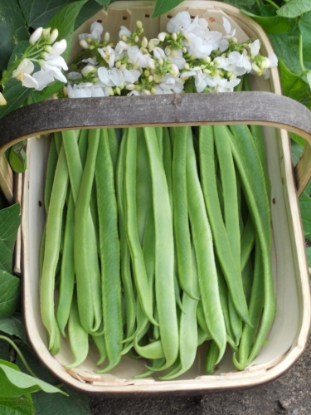 Picture of Runner Bean Moonlight